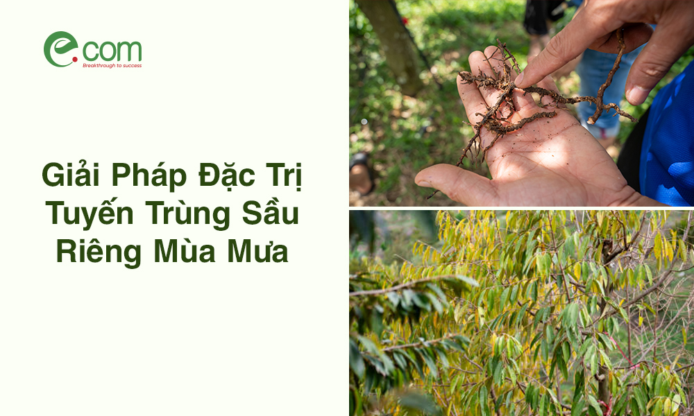 Trị Tuyến Trùng Sầu Riêng