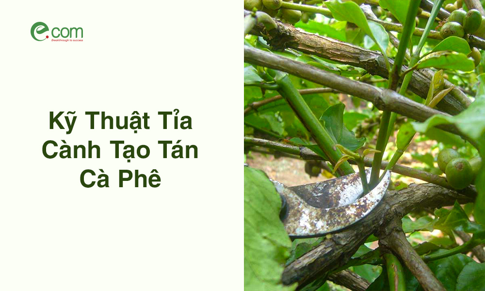 Tỉa Cành Tạo Tán Cà Phê