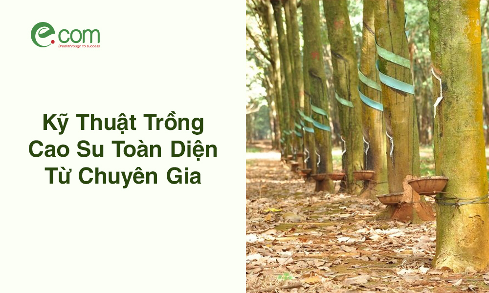 Kỹ Thuật Trồng Cây Cao Su