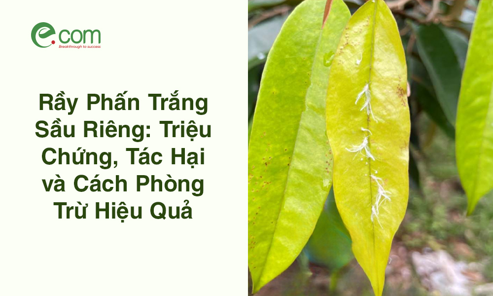 Nhận Biết Rầy Phấn Trắng Sầu Riêng