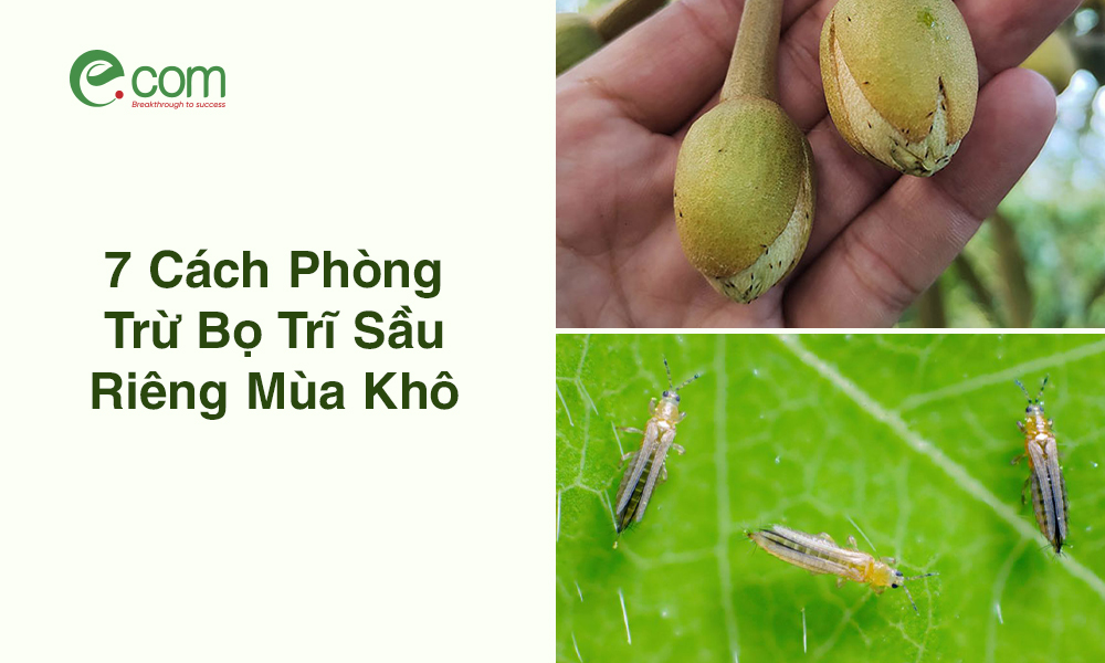 PHÒNG TRỪ BỌ TRĨ SẦU RIÊNG