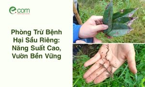 Phòng Trừ Bệnh Hại Sầu Riêng
