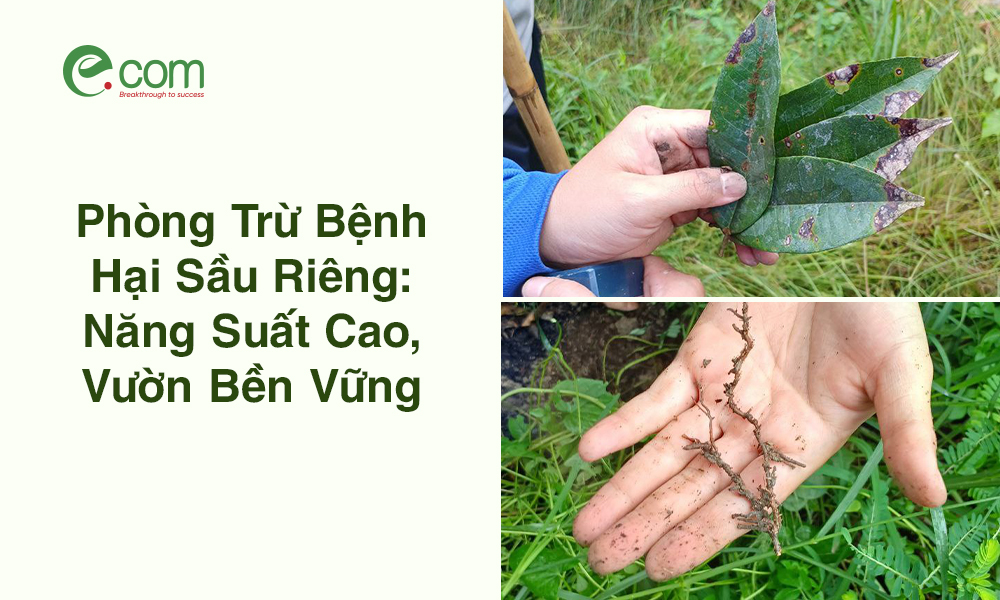 Phòng Trừ Bệnh Hại Sầu Riêng