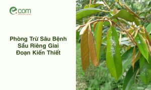 Sầu Riêng Giai Đoạn Kiến Thiết