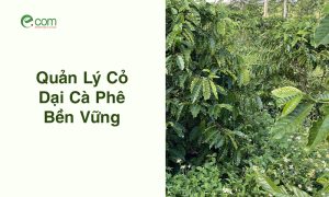 Quản Lý Cỏ Dại Cà Phê