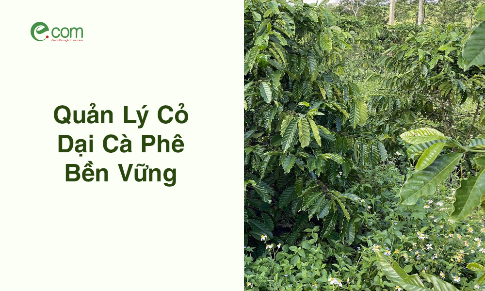 Quản Lý Cỏ Dại Cà Phê
