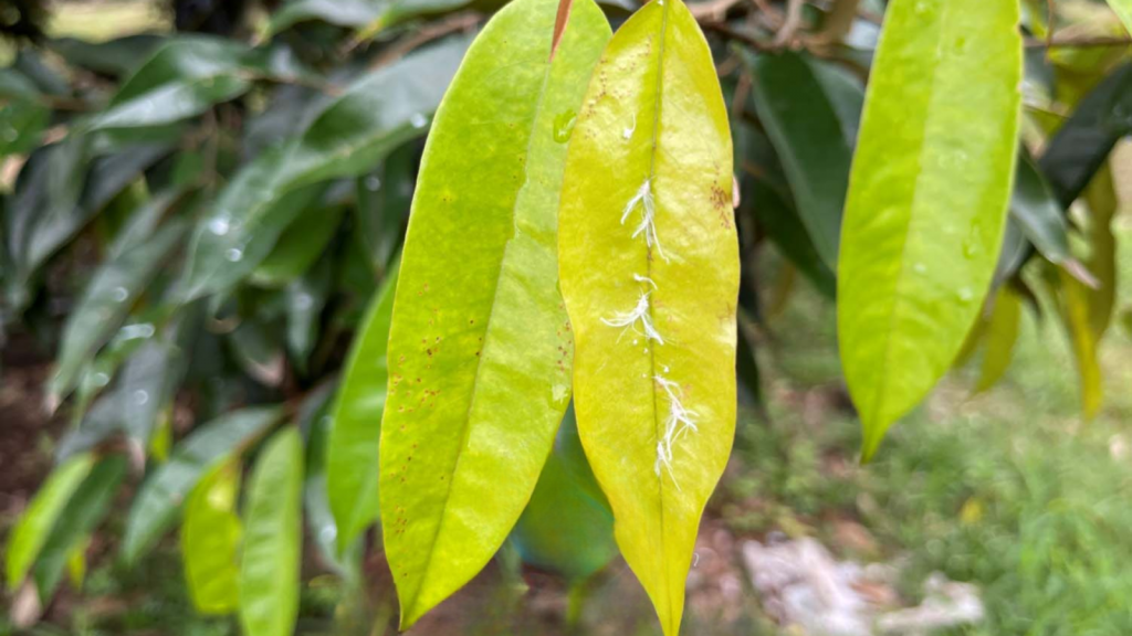 Nhận Biết Rầy Phấn Trắng Sầu Riêng