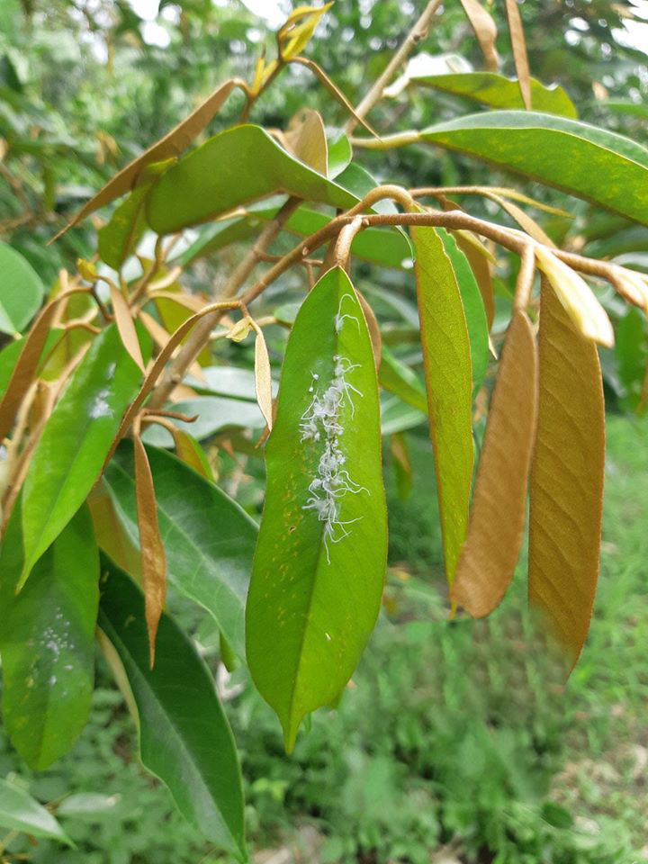 sầu riêng giai đoạn kiến thiết