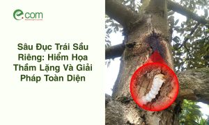 Sâu Đục Thân Sầu Riêng