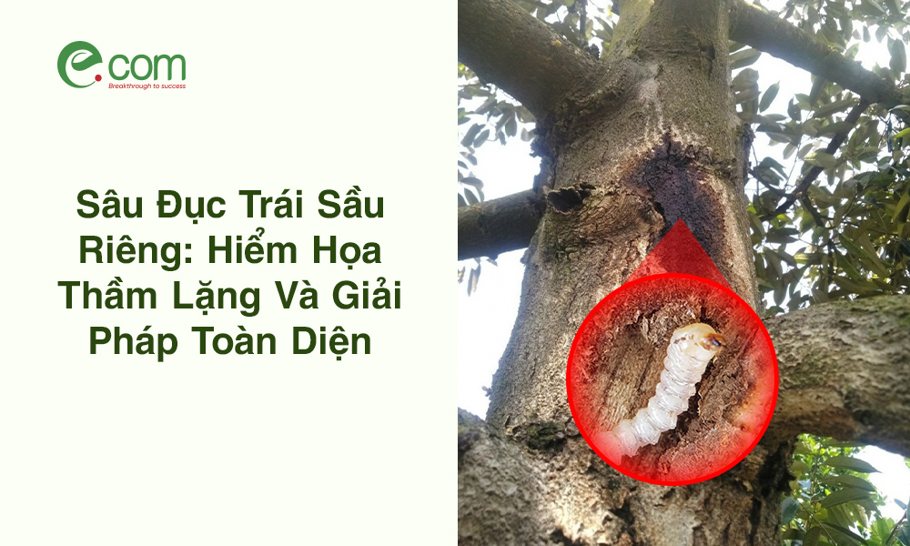 Sâu Đục Thân Sầu Riêng