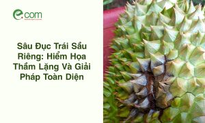 Sâu Đục Trái Sầu Riêng
