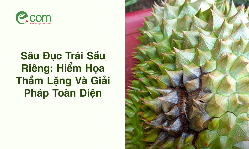 Sâu Đục Trái Sầu Riêng