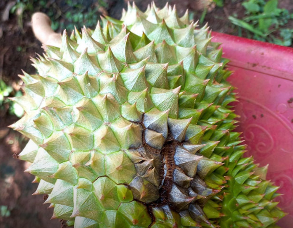 Sâu Đục Trái Sầu Riêng 2