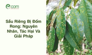 sầu riêng bị đốm rong