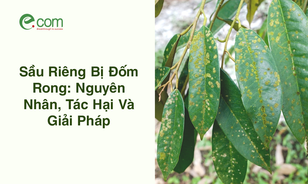 sầu riêng bị đốm rong