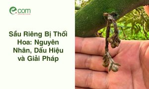 sầu riêng bị thối hoa