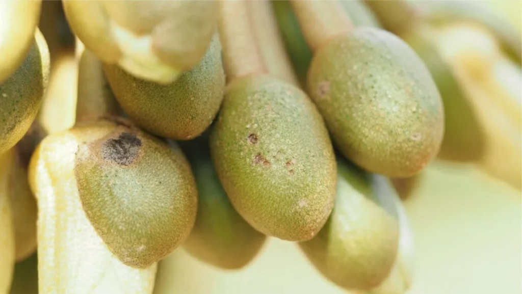 Sầu Riêng Bị Thối Hoa