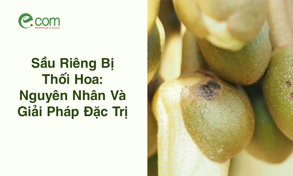 Sầu Riêng Bị Thối Hoa