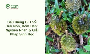Sầu Riêng Bị Thối Trái Non