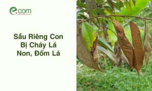 Sầu Riêng Con Bị Cháy Lá