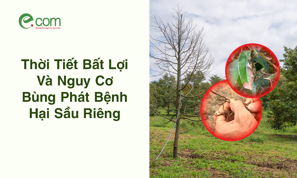 Bệnh Hại Sầu Riêng