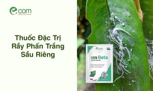 Thuốc Đặc Trị Rầy Phấn Trắng Sầu Riêng
