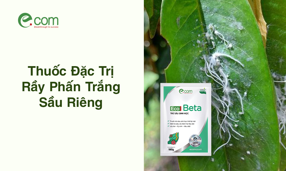 rệp sáp trên sầu riêng