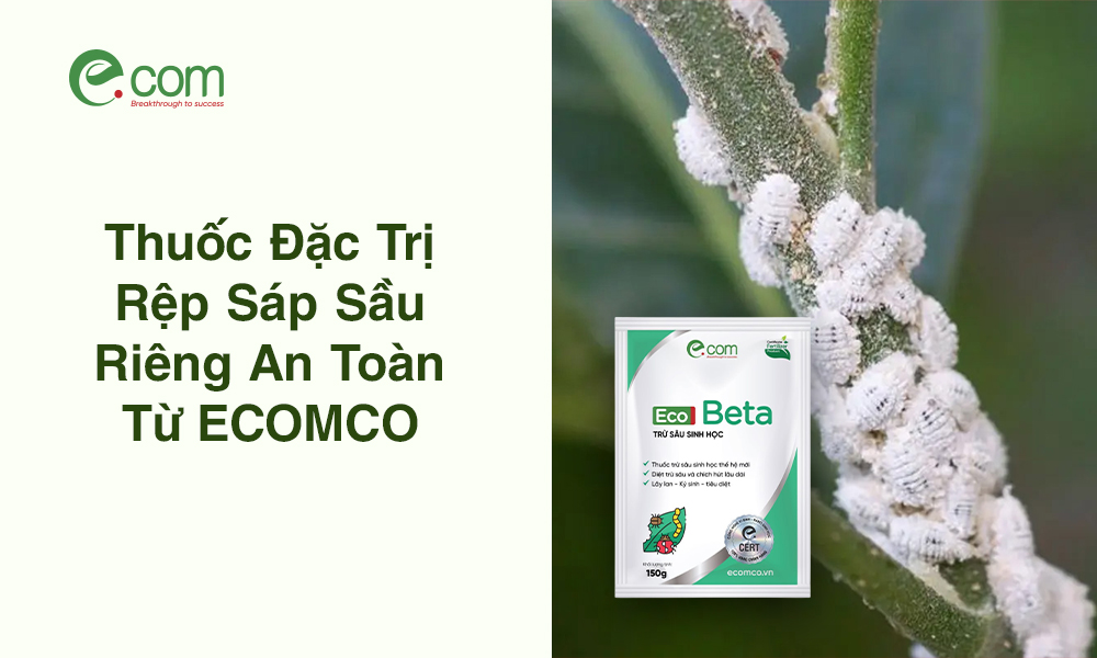 Thuốc Đặc Trị Rệp Sáp Sầu Riêng