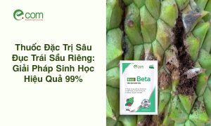 Thuốc Đặc Trị Sâu Đục Trái Sầu Riêng