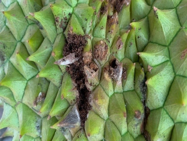 Thuốc Đặc Trị Sâu Đục Trái Sầu Riêng