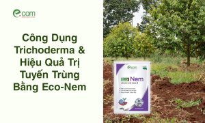 Trichoderma & Hiệu Quả Trị Tuyến Trùng Bằng Eco-Nem