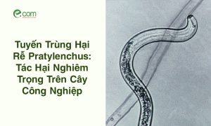 Tuyến Trùng Gây Tổn Thương Rễ Pratylenchus