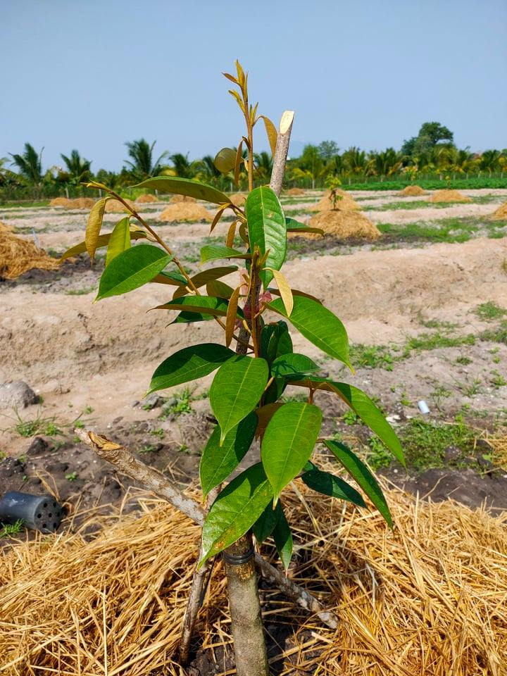 Kỹ Thuật Ươm Trồng Sầu Riêng Con