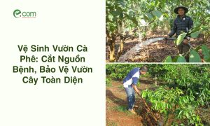 vệ sinh vườn cà phê