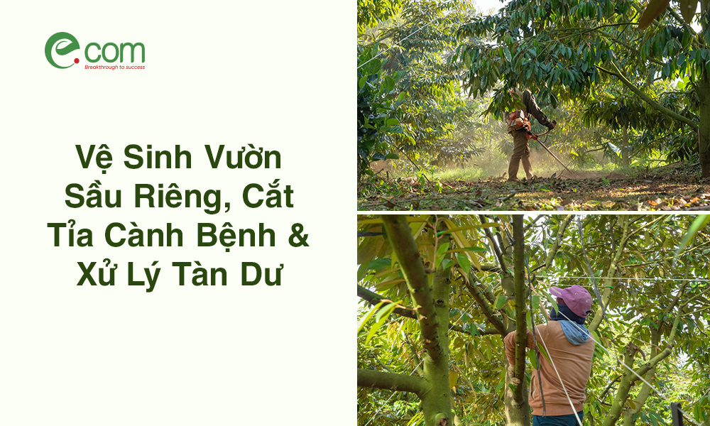 Vệ Sinh Vườn Sầu Riêng