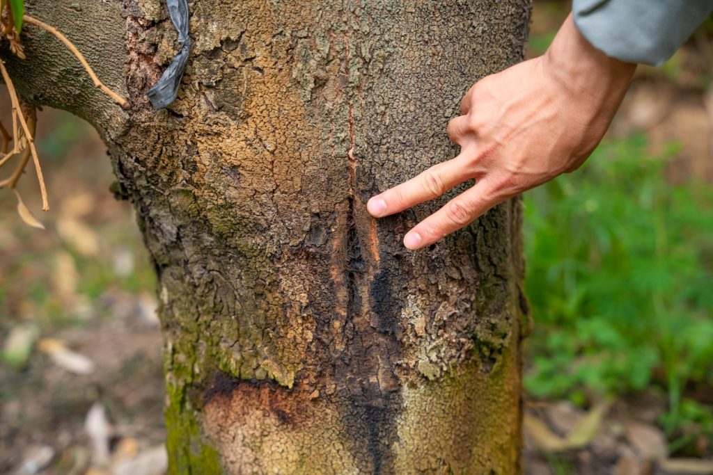 Bệnh Xì Mủ Thân Sầu Riêng