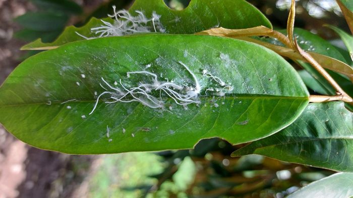 Thuốc Đặc Trị Rầy Phấn Trắng Sầu Riêng