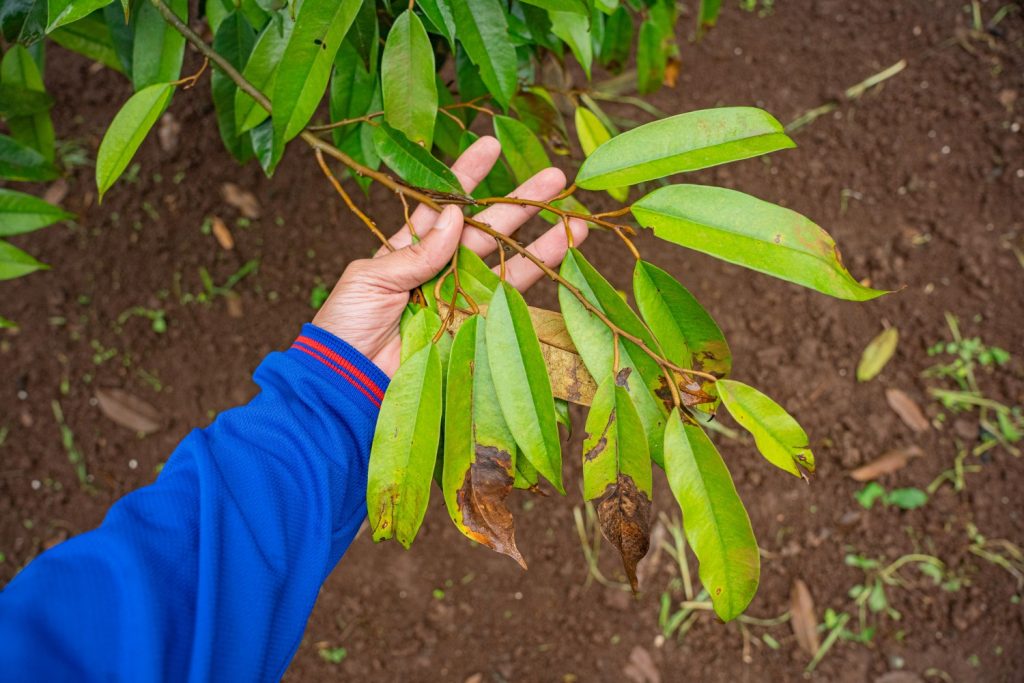 Bệnh Cháy Lá Sầu Riêng