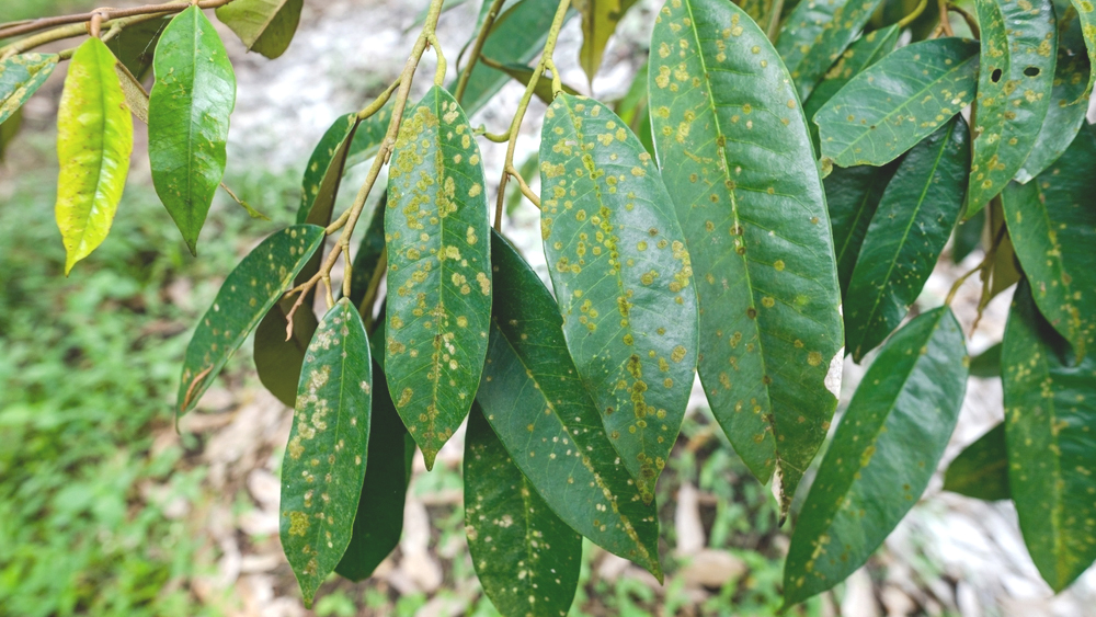 sầu riêng bị đốm rong