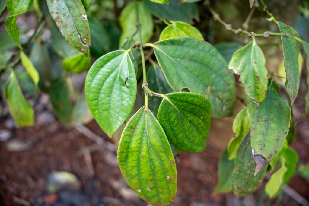bệnh nấm cây trồng