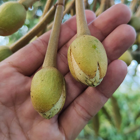 bọ trĩ trên hoa sầu riêng