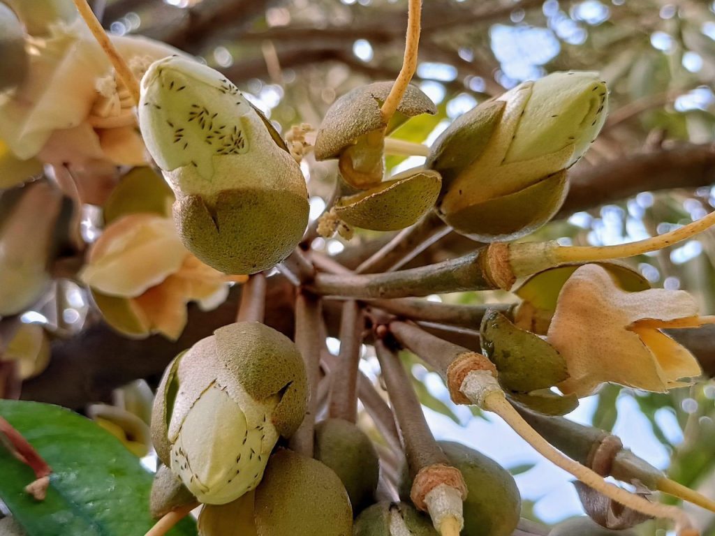  Bọ Trĩ Trên Sầu Riêng