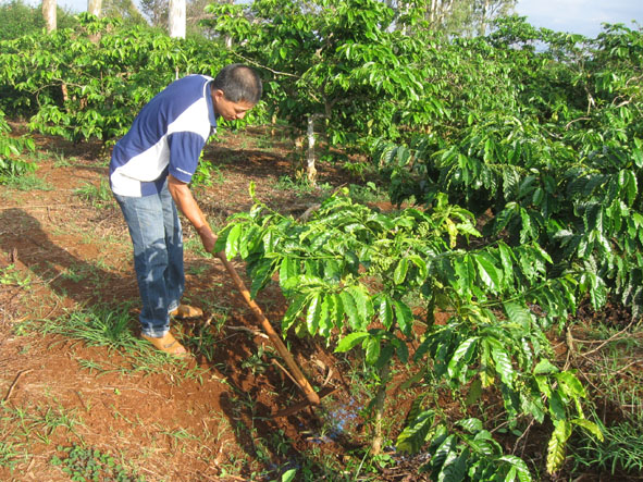 vệ sinh vườn cà phê