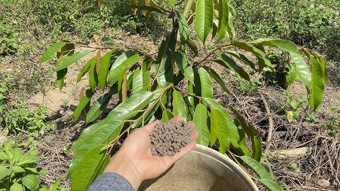 Phân Bón Cho Sầu Riêng Con