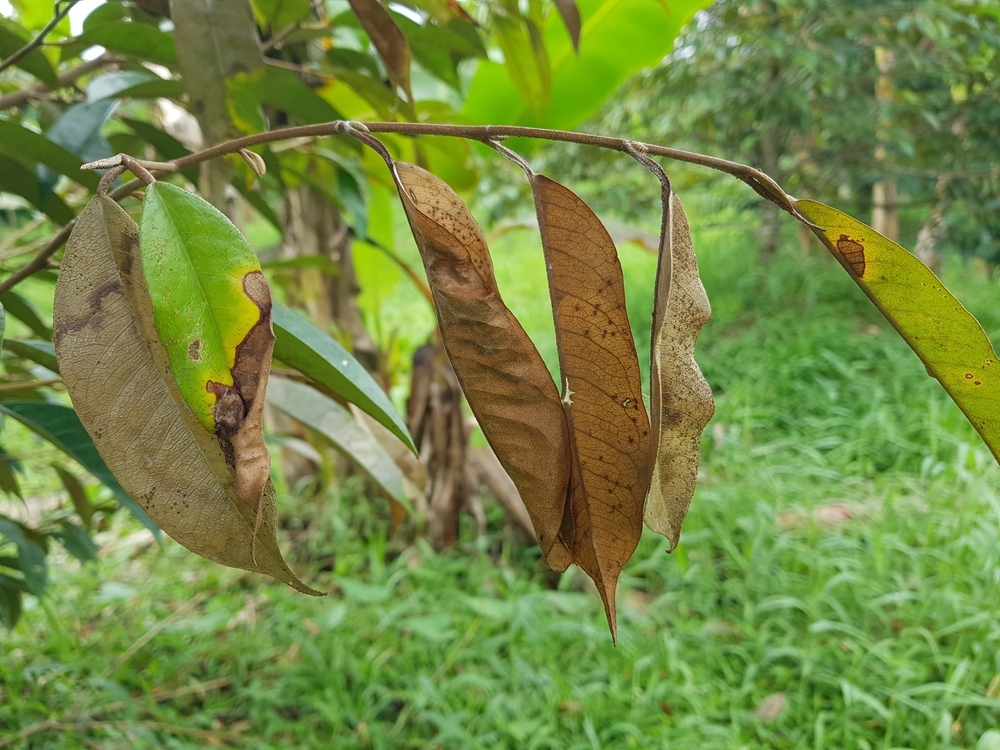 Sầu Riêng Con Bị Cháy Lá Non, Đốm Lá