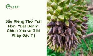 Sầu Riêng Bị Thối Trái Non