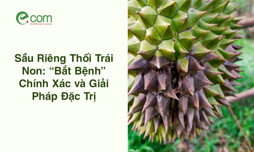 Sầu Riêng Bị Thối Trái Non