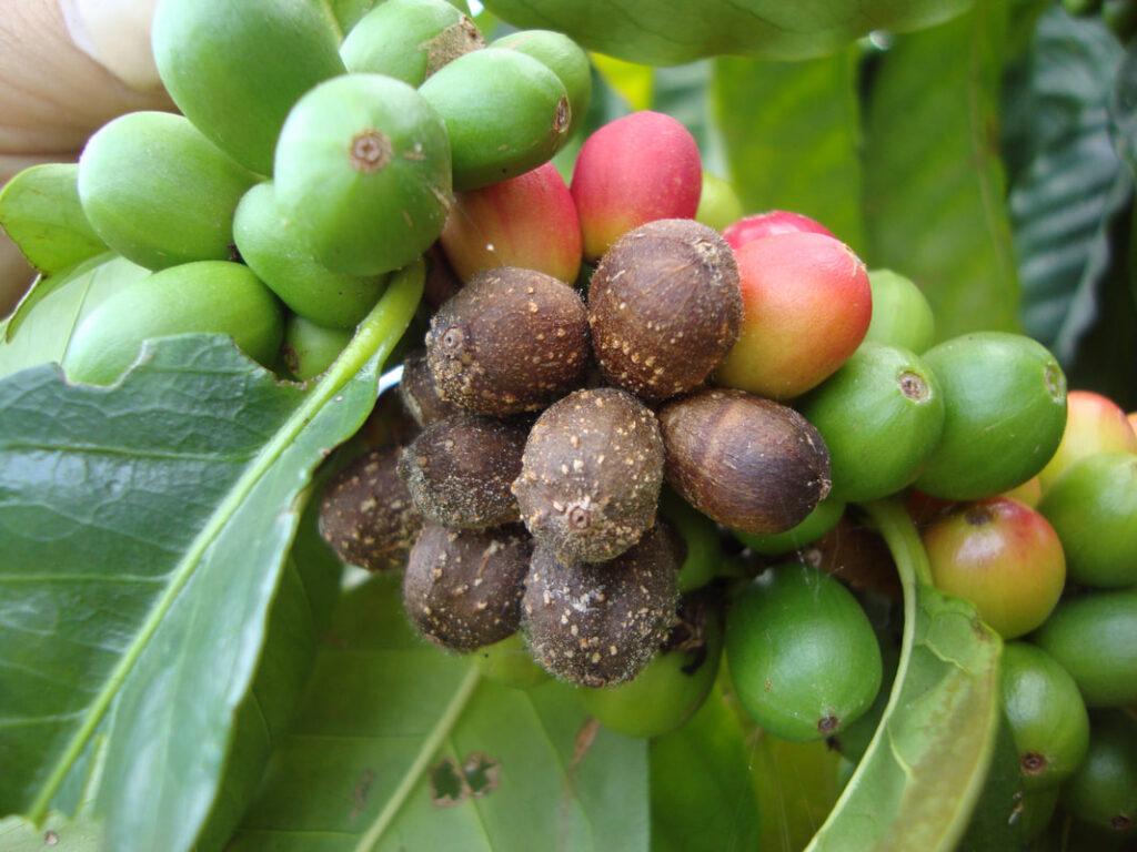 bệnh thán thư cà phê