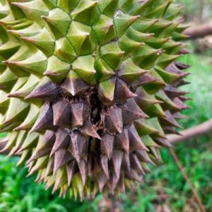 Cây Sầu Riêng Bị Thối Trái Non