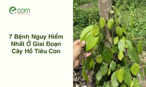 Bệnh Gỉ Sắt Hồ Tiêu